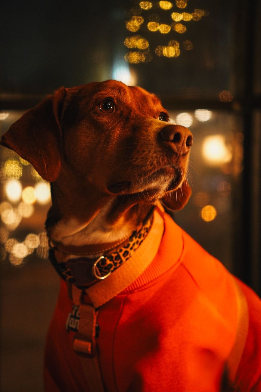A stylish dog wearing an orange sweater and leopard collar, illuminated by warm evening light.